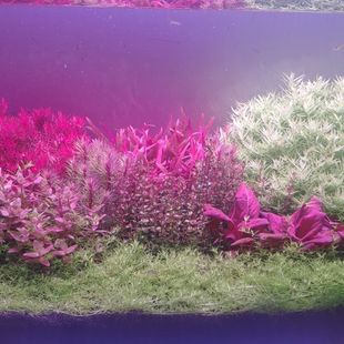 血红宫廷绿宫廷每样50棵水草水下叶打头草草缸造景开缸水草活体