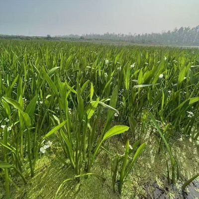 养虾神草野茨菇挺水植物