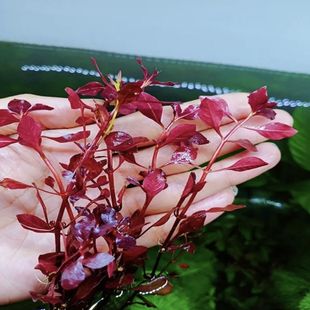 紫红玫瑰丁香水下叶真草中厚景水草新手懒人水草中景水草红色红叶