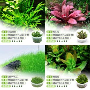 水草组合套餐鱼缸草缸懒人造景前中后景混合装牛毛温蒂极乐鸟