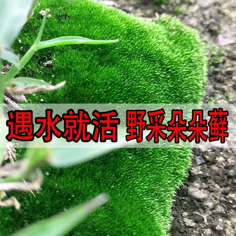 野外采摘青苔朵朵苔藓绿植微景观盆栽苔藓铺面造景用苔藓盆景专用,鲜花速递/花卉仿真/绿植园艺,海藻球,淘宝优惠券,粉丝福利购,淘宝优惠卷