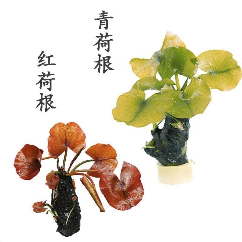 鱼缸水草阴性草小荷花迷你睡莲鱼缸真水草水族箱造景红荷根青荷根,宠物/宠物食品及用品,造景/装饰,淘宝优惠券,粉丝福利购,淘宝优惠卷
