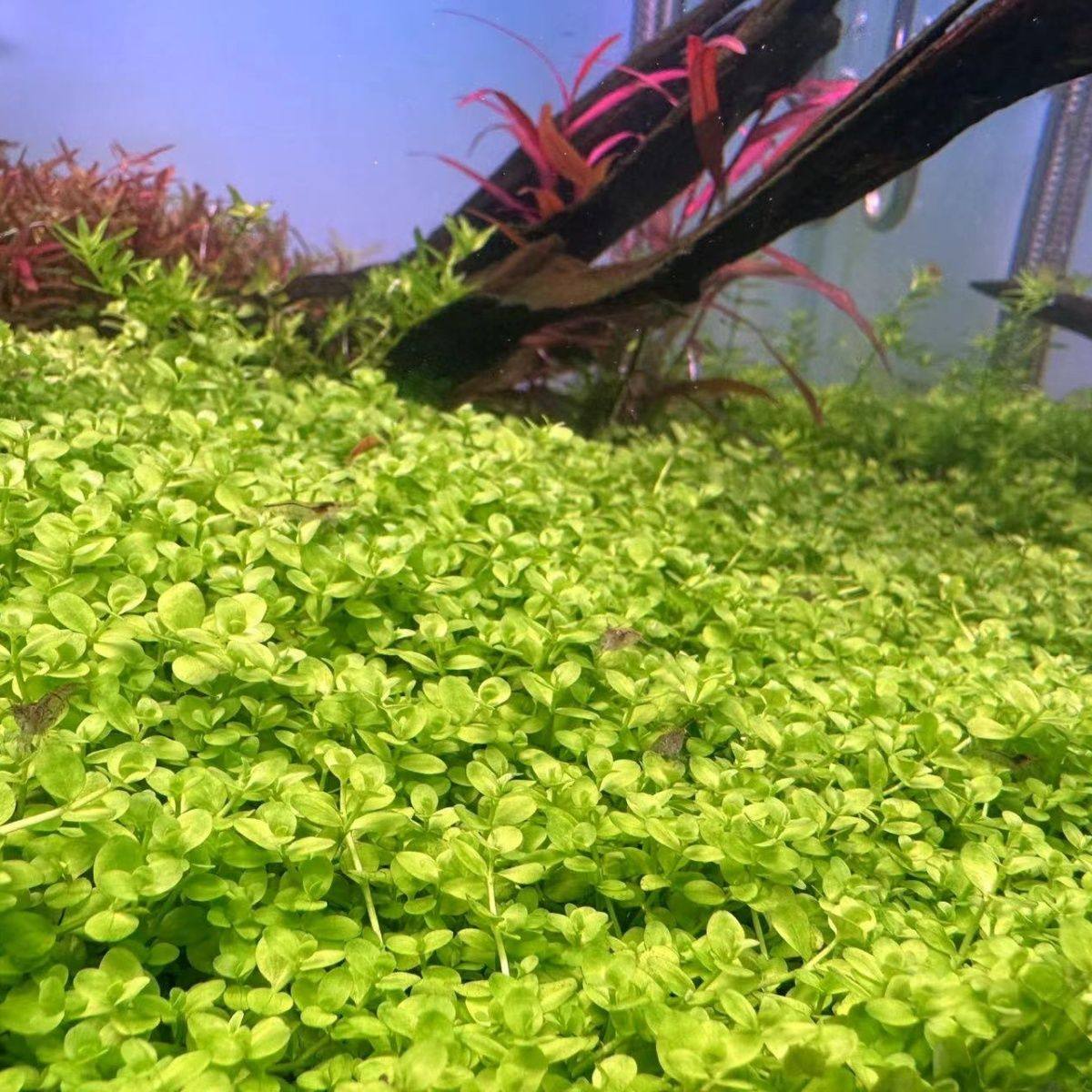 前景草爬地矮珍珠鱼缸水草植物真草活净水阴性草新手无菌杯牛毛,鲜花速递/花卉仿真/绿植园艺,海藻球,淘宝优惠券,粉丝福利购,淘宝优惠卷