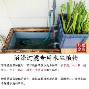 养龟水菖蒲水竹鸢尾阳台庭院养鱼虾净化水质挺水沼泽过滤植物水草