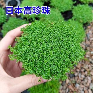 特价高珍珠水草迷你懒人前景生态鱼缸造景专用爬地矮珍珠坨草植物