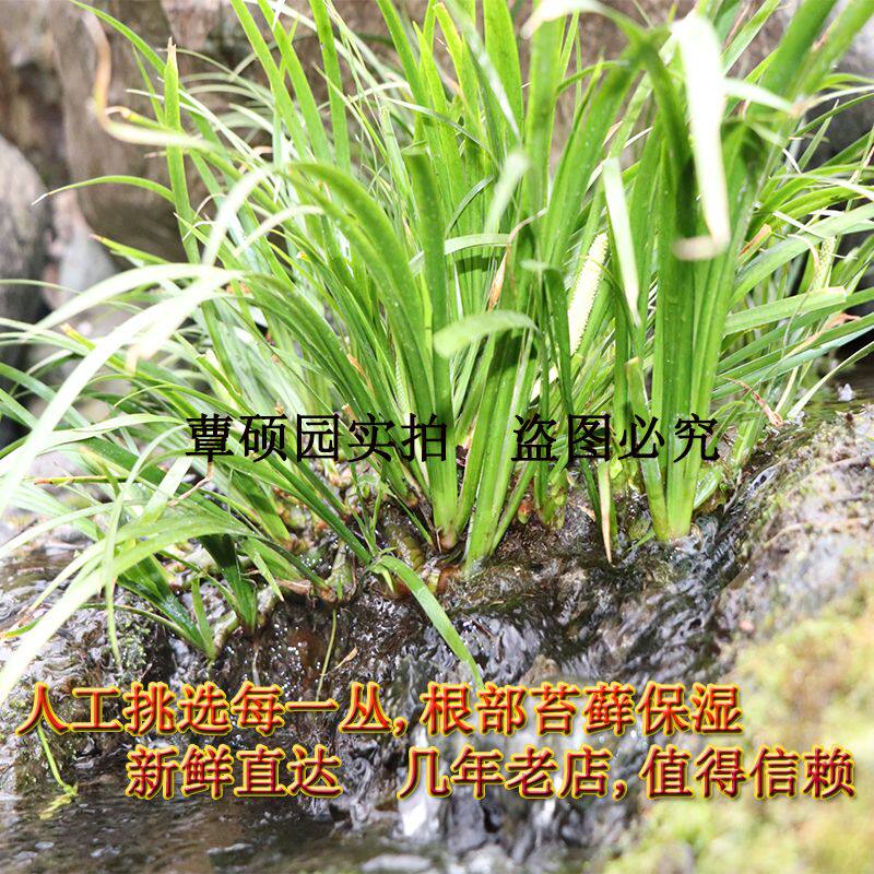 昌蒲附石菖蒲新鲜菖蒲水培土盆栽绿植花卉庭院水陆鱼缸龟缸造景苗