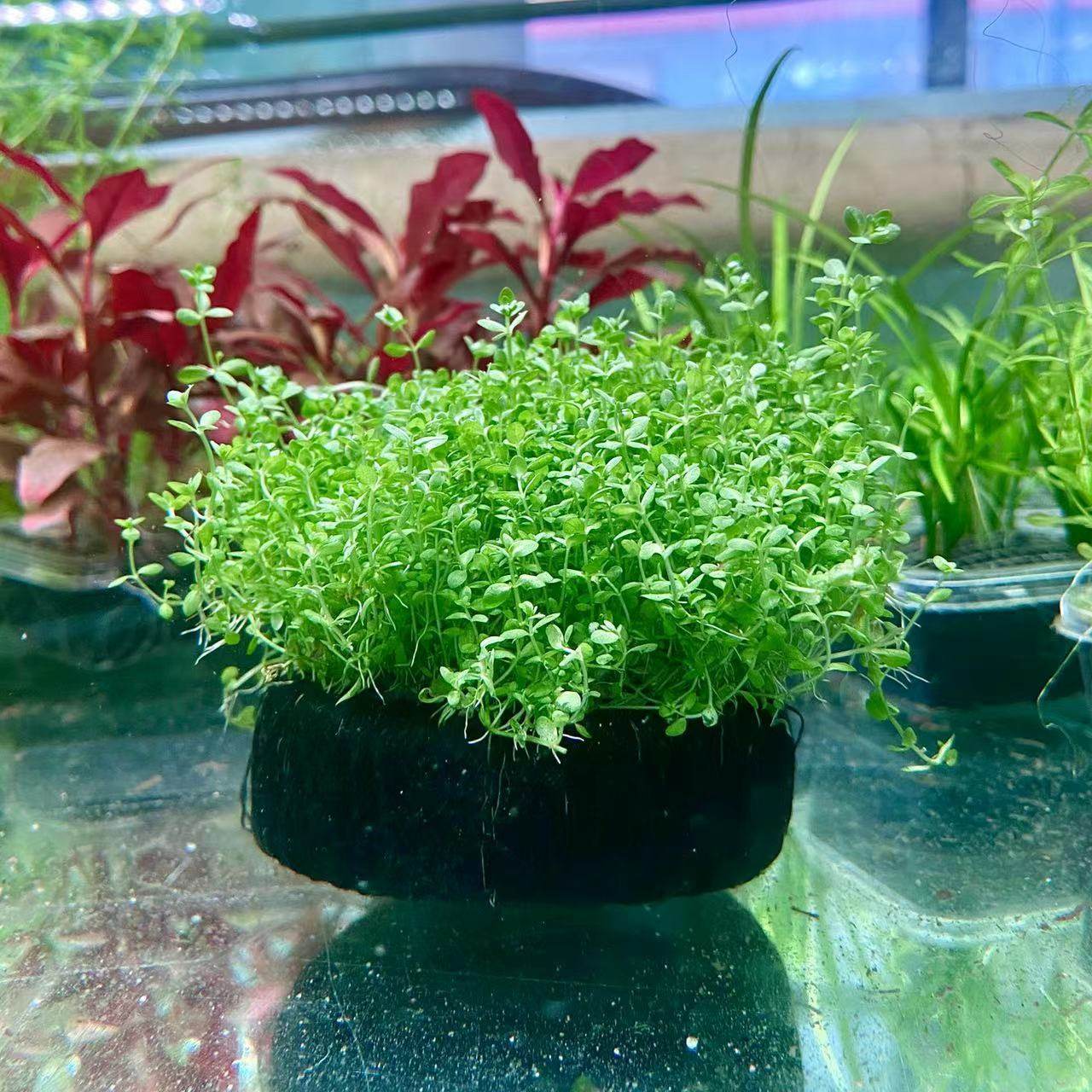 鱼缸水草造景日本高珍珠坨草古法缸无需碳自沉水懒人水草水下叶,鲜花速递/花卉仿真/绿植园艺,海藻球,淘宝优惠券,粉丝福利购,淘宝优惠卷