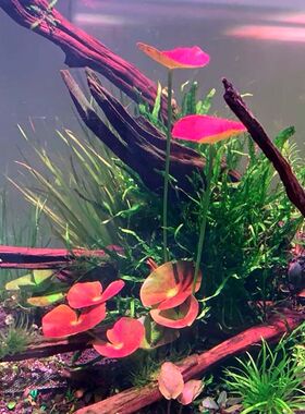 秘鲁夜开睡莲ADA睡莲ADA红莲血红色鱼缸水草红色稀有高端新品淡水