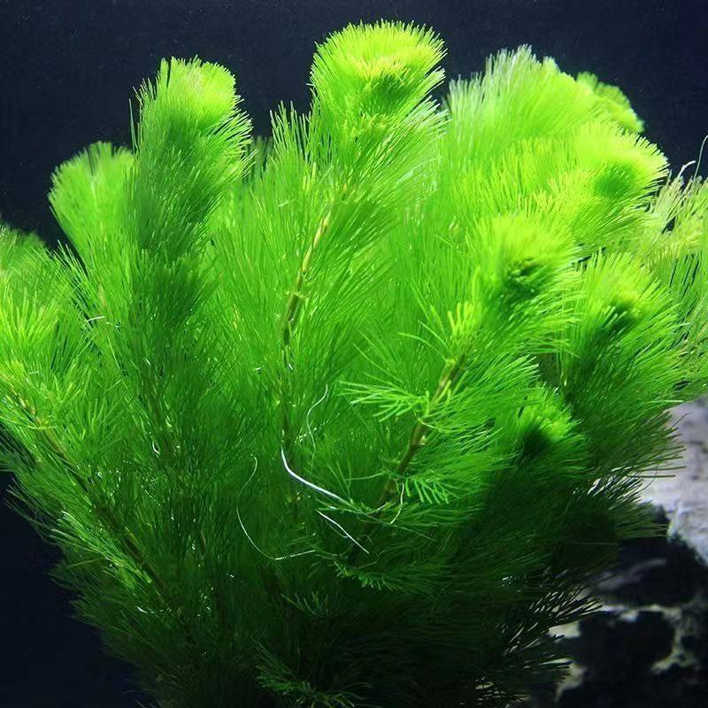 绿菊鱼缸造景装饰新手级真水草好养耐活增氧淡水活体植物,宠物/宠物食品及用品,造景/装饰,淘宝优惠券,粉丝福利购,淘宝优惠卷