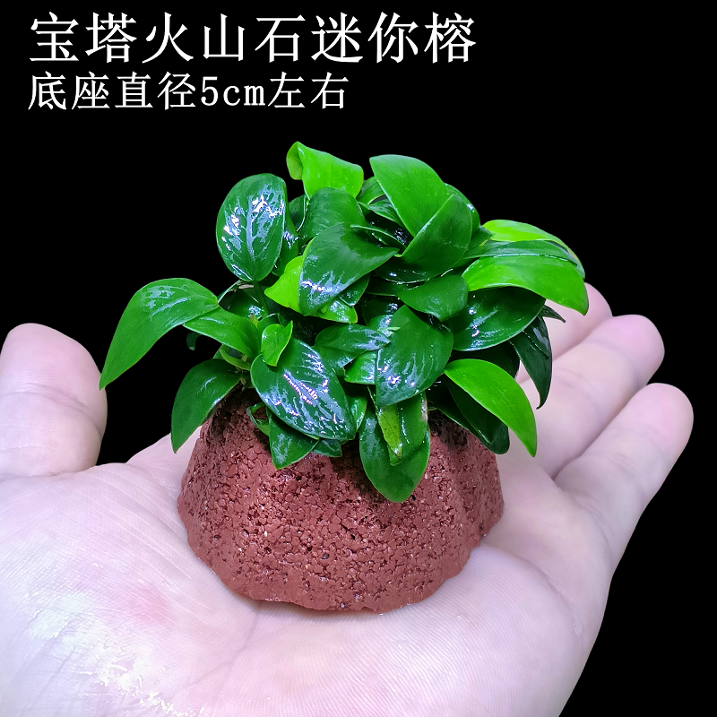 真草净水自动沉底绿植造景水芹鱼缸水草水培懒人水罗兰雪花菊叶,鲜花速递/花卉仿真/绿植园艺,海藻球,淘宝优惠券,粉丝福利购,淘宝优惠卷