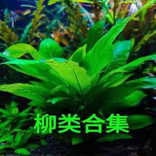 矮角三色柳阴性水草造景水中叶中景草生长满草缸淡水新手好养易活