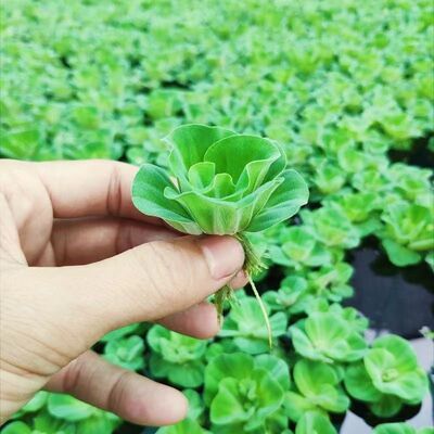 水芙蓉水草水生植物净化