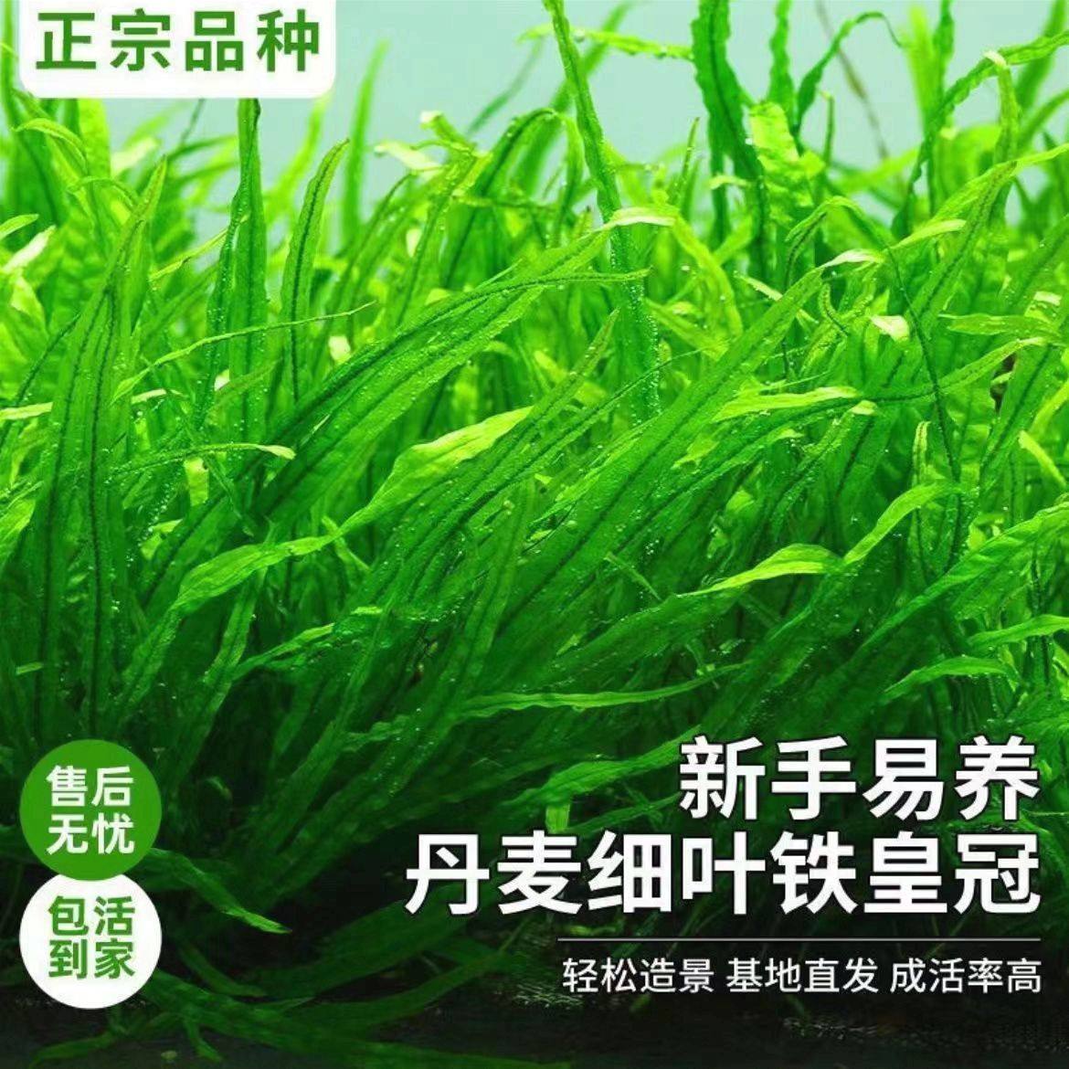 丹麦细叶铁皇冠水草鱼缸水下叶草缸造景阴性草好养懒人叉叶铁增氧,鲜花速递/花卉仿真/绿植园艺,海藻球,淘宝优惠券,粉丝福利购,淘宝优惠卷