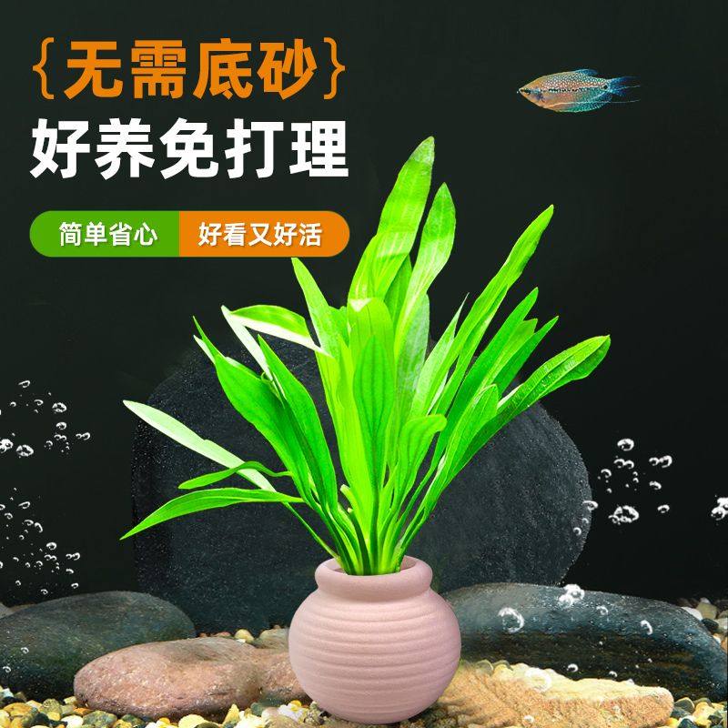 水草鱼缸造景生态摆件增氧阴性水培榕绿菊蜈蚣草净化套餐陶罐水草,鲜花速递/花卉仿真/绿植园艺,海藻球,淘宝优惠券,粉丝福利购,淘宝优惠卷