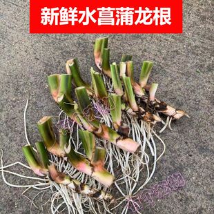 水菖蒲龙根水草臭菖蒲水剑草净化水质鱼龟缸沼泽过滤水培挺水植物