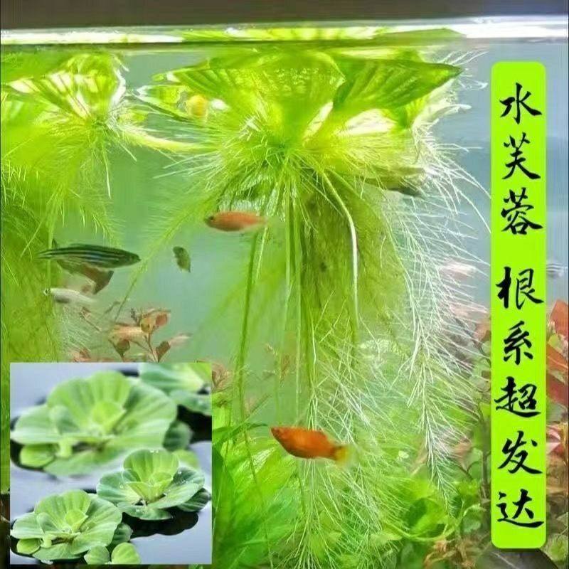 水芙蓉苗增氧水草真草古法鱼缸池塘造景净化水质养殖水培植物水养,鲜花速递/花卉仿真/绿植园艺,海藻球,淘宝优惠券,粉丝福利购,淘宝优惠卷