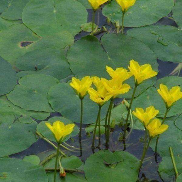 一叶莲黄花荇菜莕菜养鱼龟虾缸造景观微水草浮萍莲花水生水培植物,鲜花速递/花卉仿真/绿植园艺,海藻球,淘宝优惠券,粉丝福利购,淘宝优惠卷