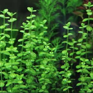 西瓜对叶西瓜小圆叶水草水下叶淡水活体植物草缸造景荷兰景中景草