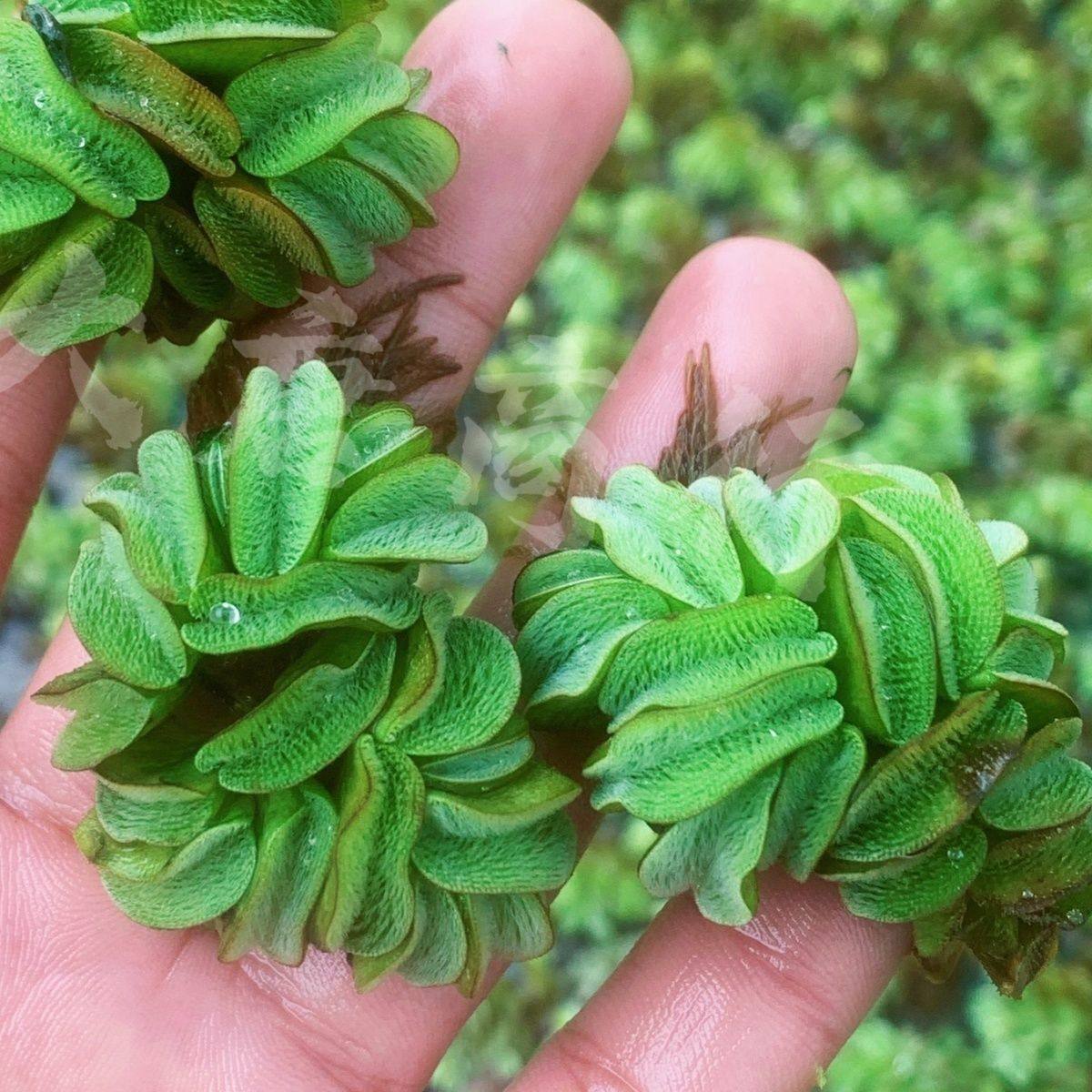 槐叶兔耳萍鱼缸造景水族箱浮萍水草龟缸活体水生植物浮草微景造景,宠物/宠物食品及用品,造景/装饰,淘宝优惠券,粉丝福利购,淘宝优惠卷