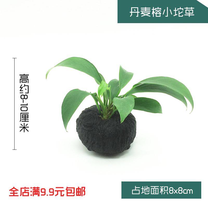 鱼缸水族箱造景装饰活体真水草 懒人水草爬地矮珍珠牛毛水榕 坨草,宠物/宠物食品及用品,造景/装饰,淘宝优惠券,粉丝福利购,淘宝优惠卷