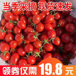 零零后自产自销四川攀枝花小番茄减脂控糖低热量水果