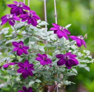 铁线莲 龙龙月季 园艺 紫水晶美人 耐热阳台庭院爬藤植物盆栽花卉