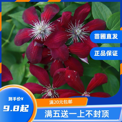 龙龙月季园艺 中国红 铁线莲阳台庭院露台攀缘爬藤花卉新手易养