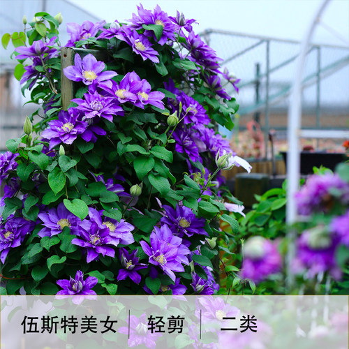 龙龙月季园艺 伍斯特美女 铁线莲盆栽爬藤植物小中大苗重瓣大花