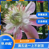 F系新品 龙龙月季 桃万重 庭院阳台盆栽地载铁线莲 园艺 昼天使