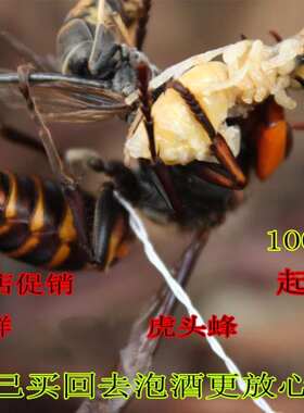 黑蜂地洞金环视频红娘包邮胡蜂