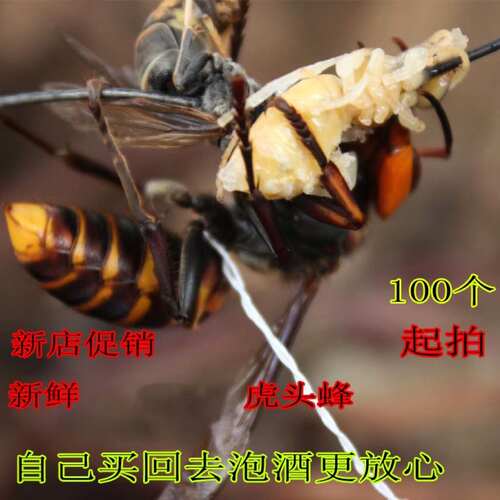 老虎蜂地洞蜂金环大虎头蜂活蜂现泡视频马蜂胡蜂赛红娘大黑蜂包邮 - 封面