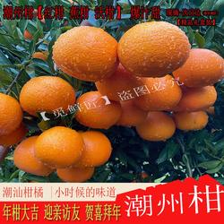 正宗潮州蕉柑年货冬季水果广东蜜桔新鲜潮州柑饶平蕉柑大桔10斤