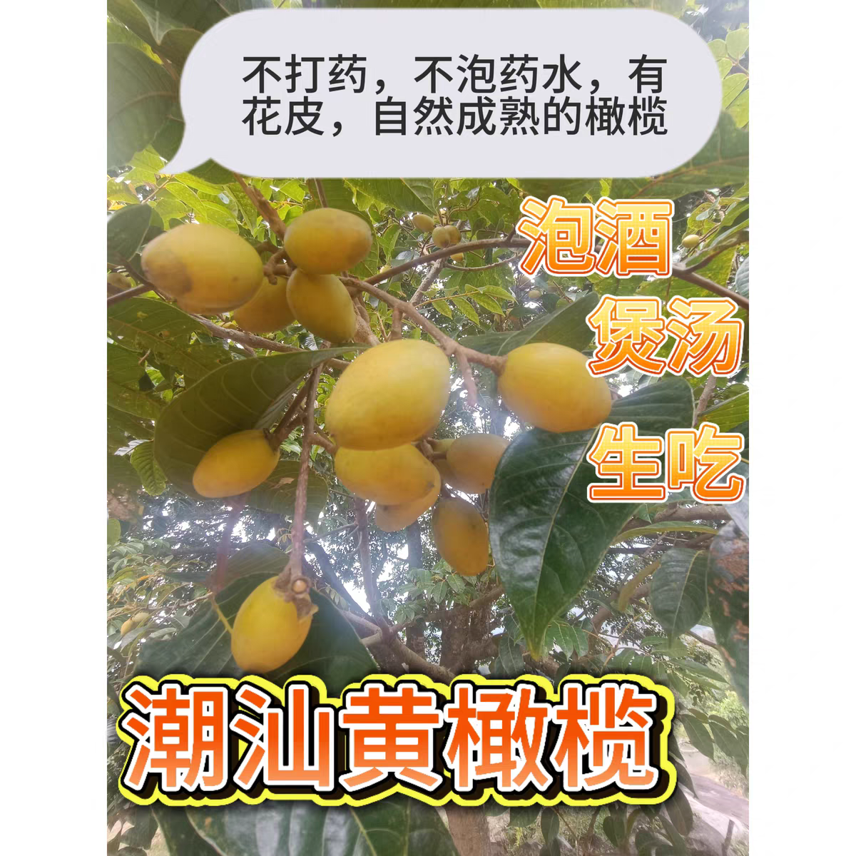 潮汕黄橄榄新鲜黄橄榄果黄橄榄果黄橄榄果黄橄榄果黄橄榄果