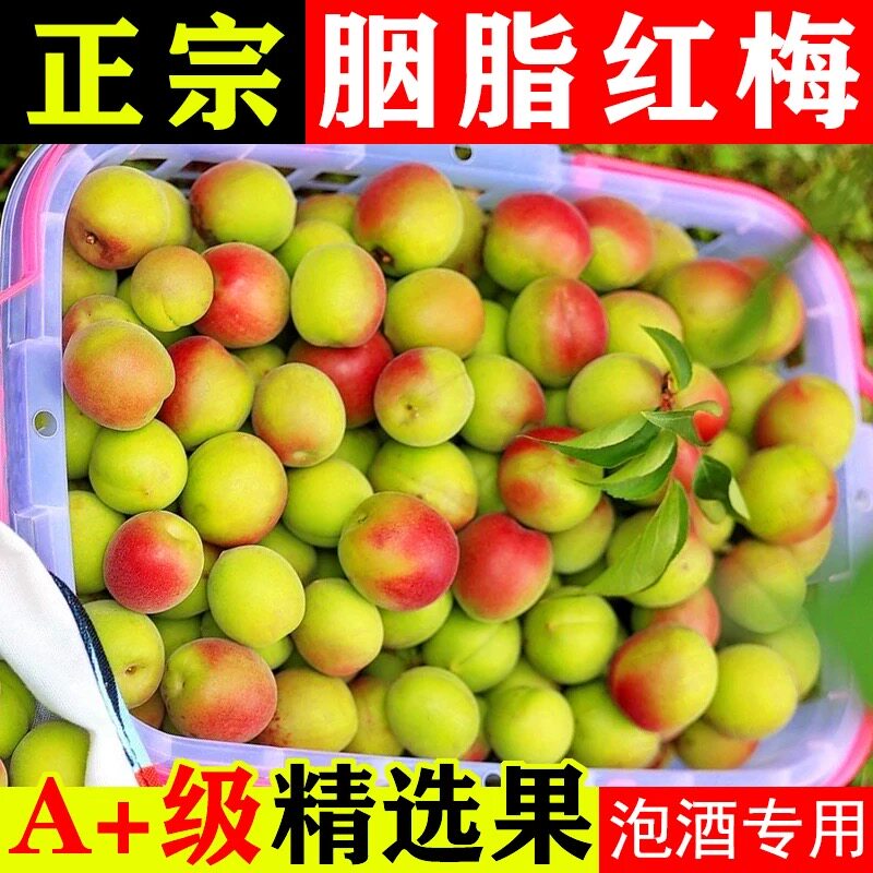 广东新鲜胭脂红梅高山青梅鲜果现摘胭脂梅泡酒鲜梅子酵素梅青梅果