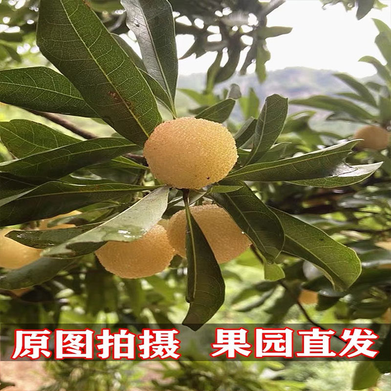 正宗潮汕白杨梅鲜果野生新鲜当天采摘顺丰4斤包邮泡酒腌制水果