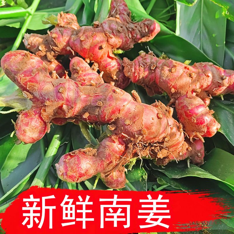 潮汕南姜10斤新鲜包邮高山红土姜牛羊肉火锅去膻配料调味品老南姜