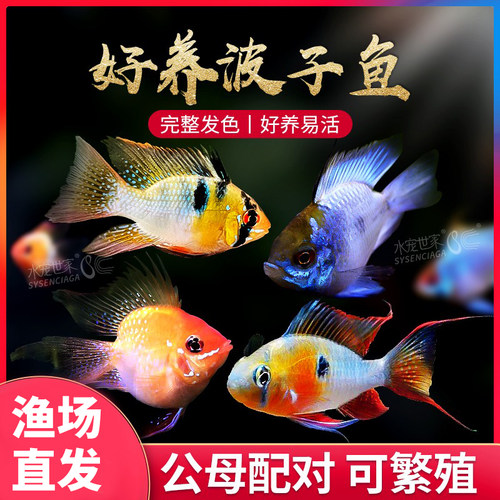 桃心金波子长尾阿凡达短鲷鱼