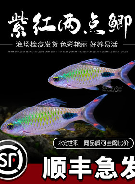 紫红两点鲫热带鱼观赏鱼