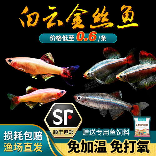 金丝鱼活体灯科鱼白云金丝冷水鱼