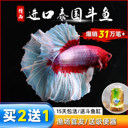 泰国斗鱼热带鱼耐活好养马尾活体