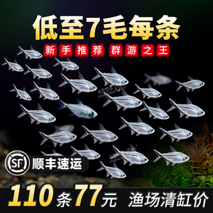 黑尾大勾群游鱼草缸热带观赏鱼红绿灯小淡水天使红大勾扯旗灯科鱼