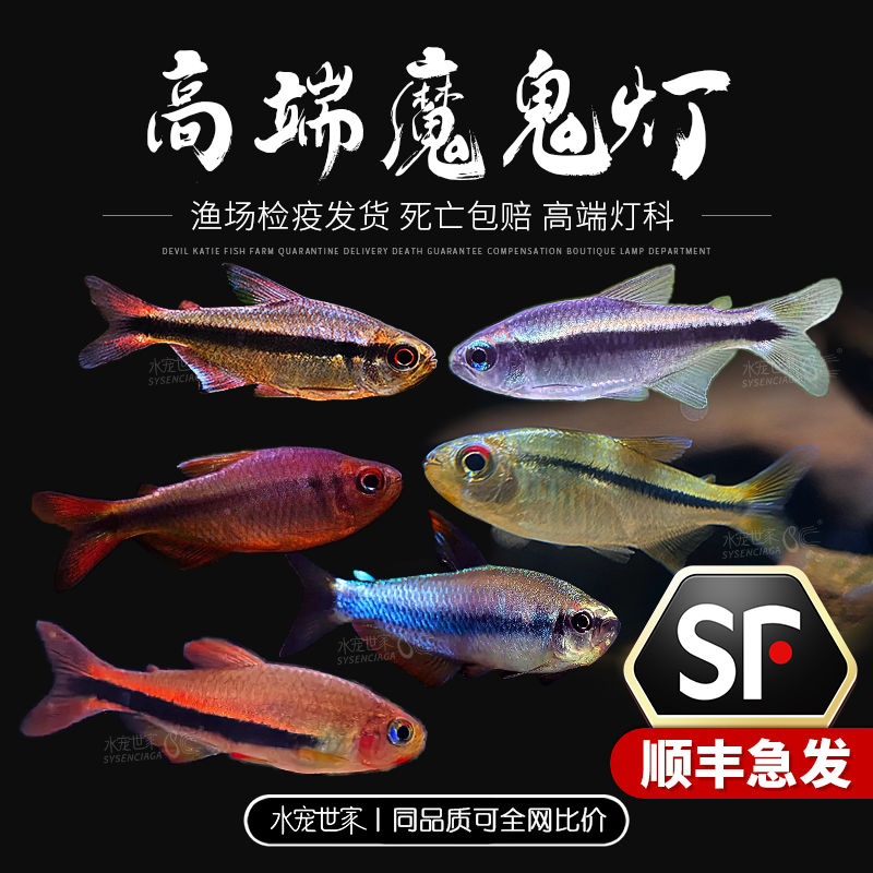 幻彩青魔鬼蓝魔红眼天青魔鬼紫罗兰魔鬼高端草缸小型鱼稀有魔鬼灯