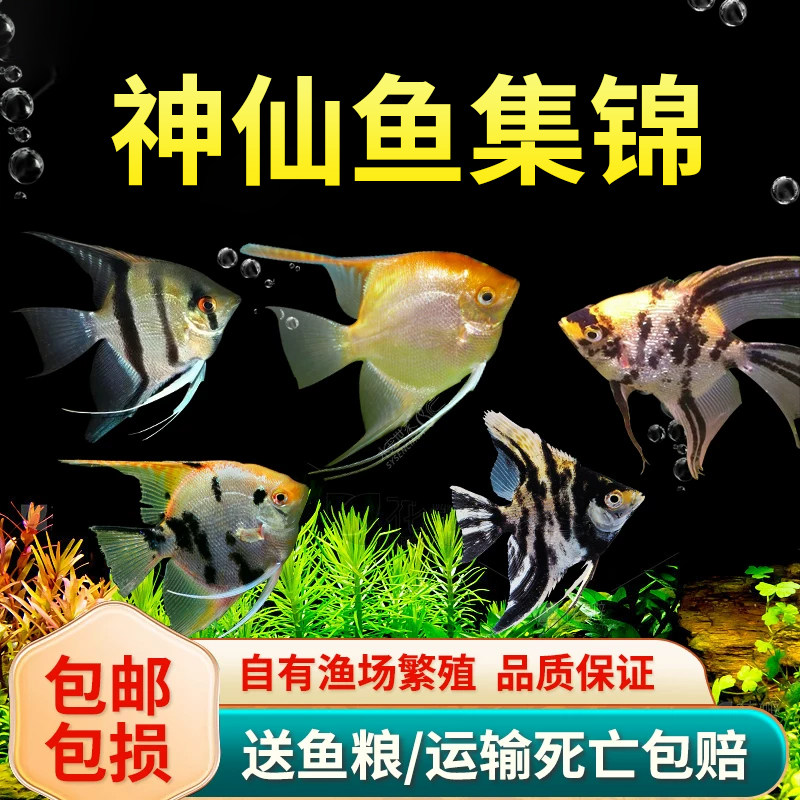 神仙鱼活体观赏鱼神仙鱼燕鱼热带鱼秘鲁神仙红头三色黑神仙小花仙