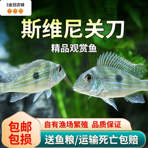 斯维尼关刀鱼南美食土鲷鱼