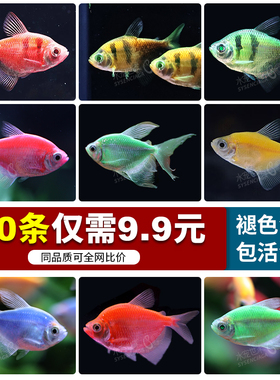 热带鱼长尾天使鱼七彩裙鱼活体玻璃淡水小型黑裙彩色观赏鱼宠物