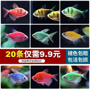 热带鱼长尾天使鱼七彩裙鱼活体玻璃淡水小型黑裙彩色观赏鱼宠物