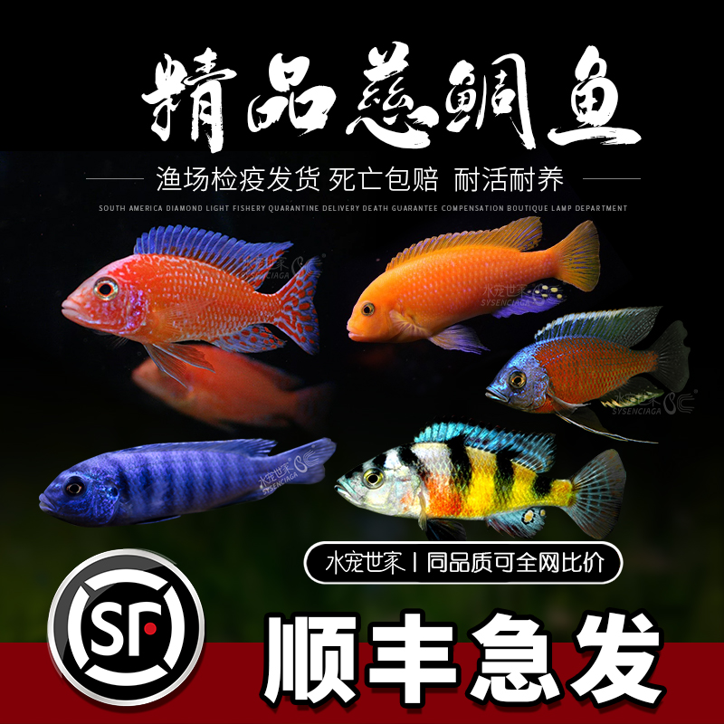 三湖慈鲷鱼活体十间虎皮鱼耐活