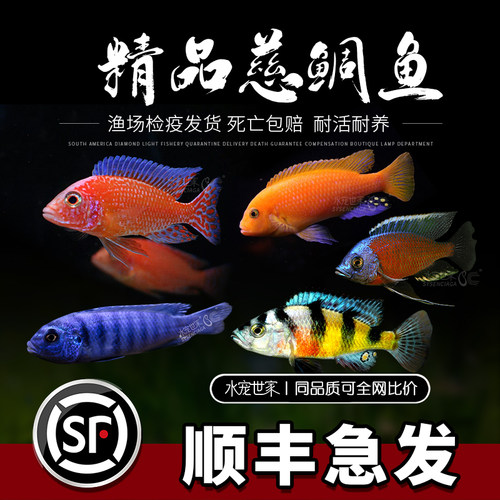 三湖慈鲷鱼活体十间虎皮鱼耐活