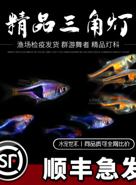 群游金紫三角灯红绿灯热带淡水鱼