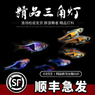 三角灯科鱼活体红绿灯群游三角灯鱼淡水鱼小型热带观赏鱼宠物活体
